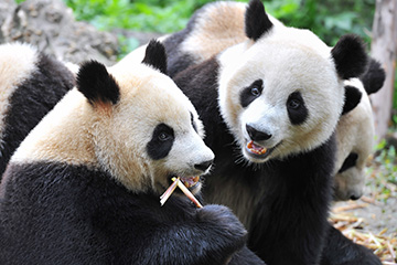 Tour con i panda