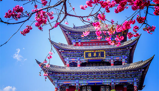 Primavera Multicolore