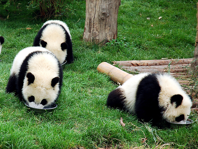 Cuccioli di panda di 1 anno