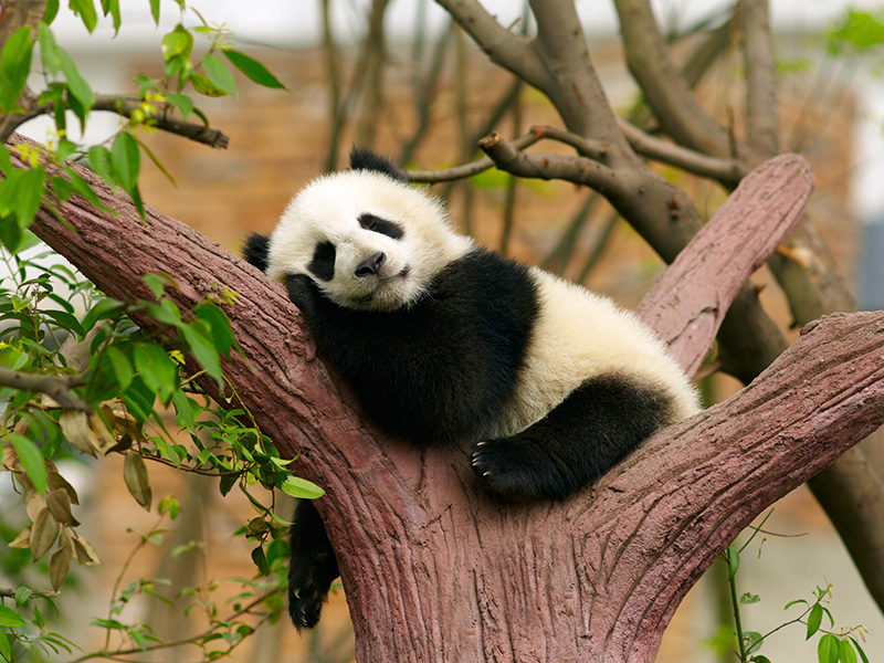Come organizzare un tour per vedere i panda in Cina