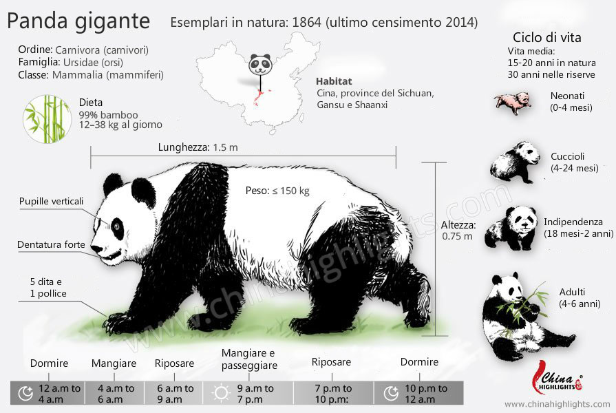 panda gigante