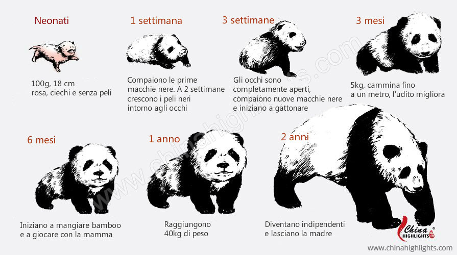panda
