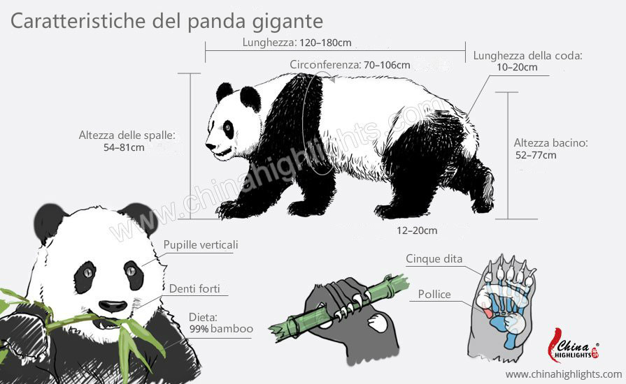 panda gigante